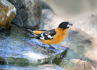Black-headed grosbeak