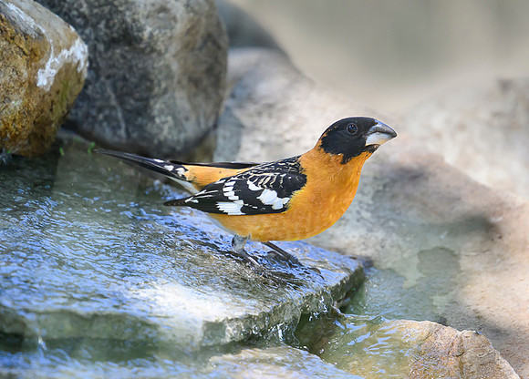 Black-headed grosbeak