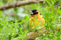 Black-headed grosbeak
