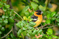 Black-headed grosbeak