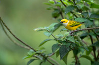Silver-throated tanager
