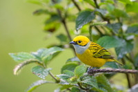 Silver-throated tanager