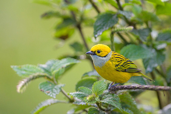 Silver-throated tanager