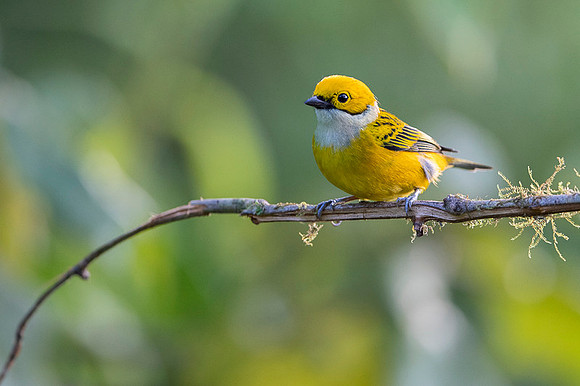 Silver-throated tanager