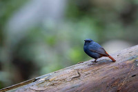 Plumeous water redstart
