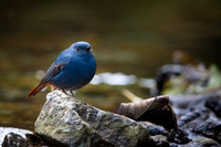 Plumeous water redstart
