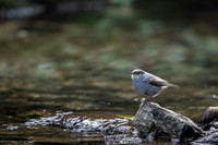Plumeous water redstart