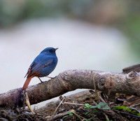 Plumeous water redstart