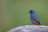 Plumeous water redstart
