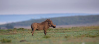 Warthog