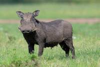 Warthog