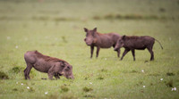 Warthog