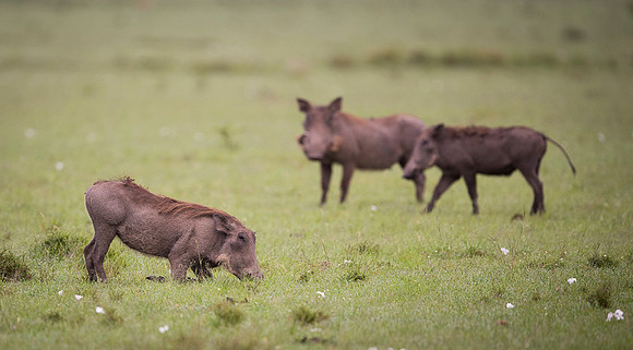 Warthog