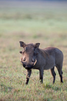 Warthog