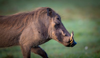 Warthog