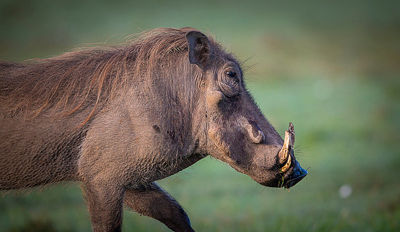 Warthog