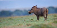 Warthog