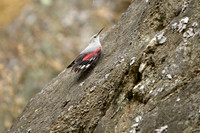 Wallcreeper
