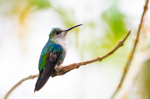 Violet-crowned Woodnymph