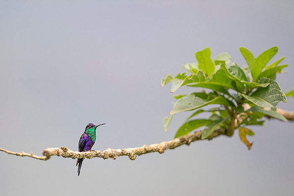 Violet-crowned Woodnymph