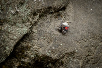 Wallcreeper