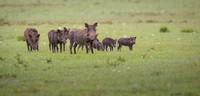 Warthog