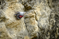 Wallcreeper