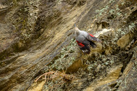 Wallcreeper