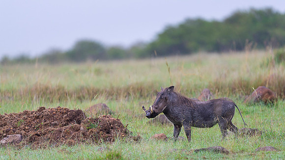 Warthog