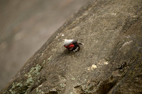 Wallcreeper