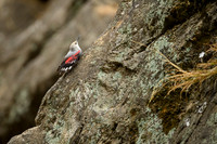Wallcreeper
