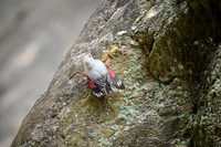 Wallcreeper