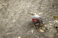 Wallcreeper