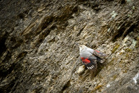 Wallcreeper