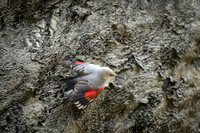 Wallcreeper