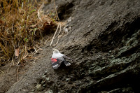 Wallcreeper
