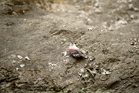Wallcreeper