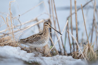 Common Snipe / Kszyk