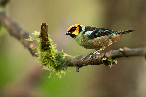 Flame-faced Tanager