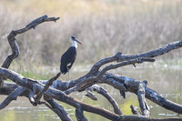 Wolly neck stork