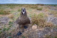 Brown skua