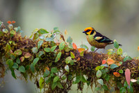 Flame-faced Tanager