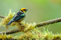 Flame-faced Tanager