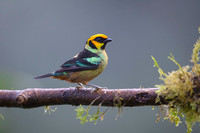 Flame-faced Tanager