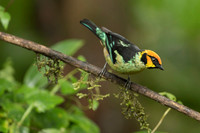 Flame-faced Tanager