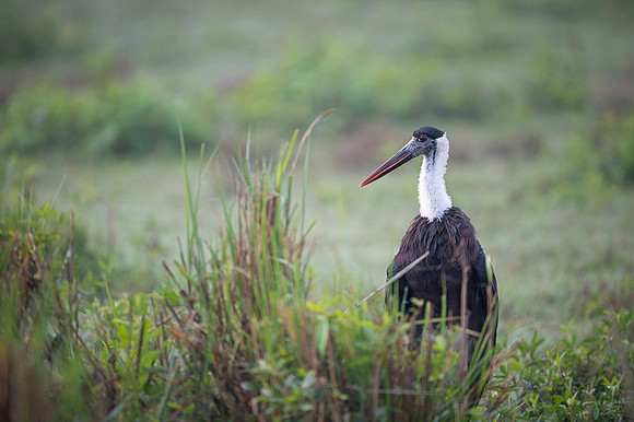 Wolly neck stork