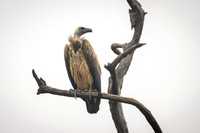 Griffon Vulture