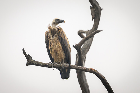 Griffon Vulture