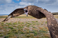 Brown skua