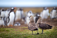 Brown skua